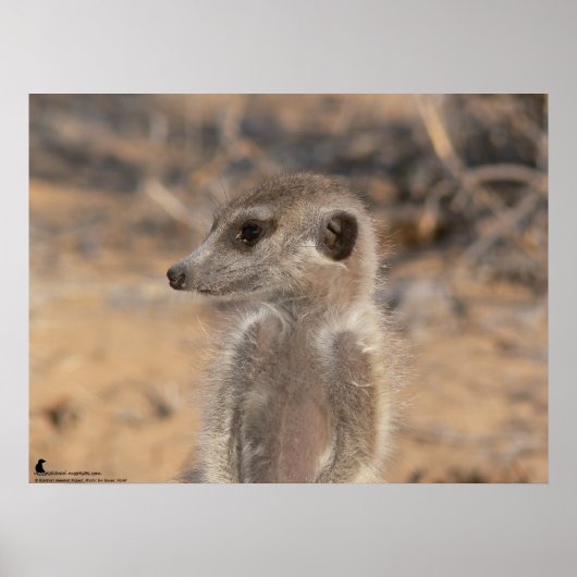 Het Fluffernutter Collectie - Dagdromen Poster (Voorkant)