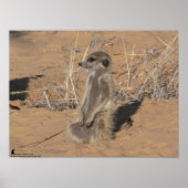 Het Fluffernutter-Collectie - Zonneuren Poster (Voorkant)