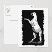 Het fokken van Andalusië Stallion Briefkaart (Voorkant / Achterkant)