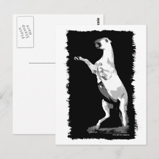 Het fokken van Andalusië Stallion Briefkaart (Voorkant / Achterkant)