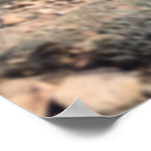 Het fokken van Blue Roan Horse in de Desert Art Pr Poster (Hoek)