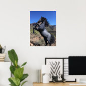 Het fokken van Blue Roan Horse in de Desert Art Pr Poster (Thuiskantoor)