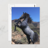 Het fokken van Blue Roan Horse in het Briefkaart (Voorkant / Achterkant)