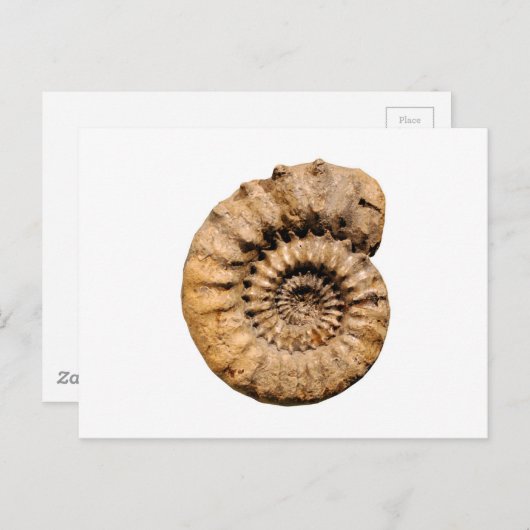 Het Fossiel van de ammoniet Briefkaart (Voorkant / Achterkant)