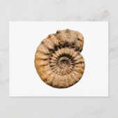 Het Fossiel van de ammoniet Briefkaart (Voorkant)