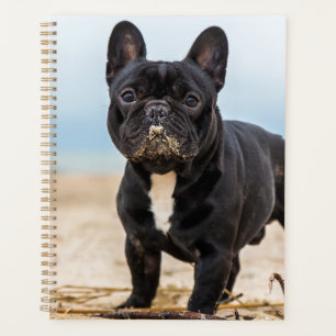 Het Franse Bulldog Spelen in de zand Planner