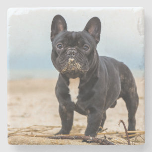 Het Franse Bulldog Spelen in de zand Stenen Onderzetter