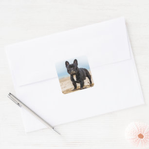Het Franse Bulldog Spelen in de zand Vierkante Sticker