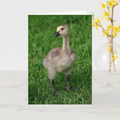 Het Gansje Notecard van de Gans van Canada Kaart (Gele Bloem)