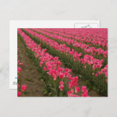 Het gebied van de Fotografie van de Tulpen van de  Briefkaart (Voorkant / Achterkant)