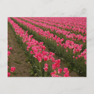 Het gebied van de Fotografie van de Tulpen van de  Briefkaart