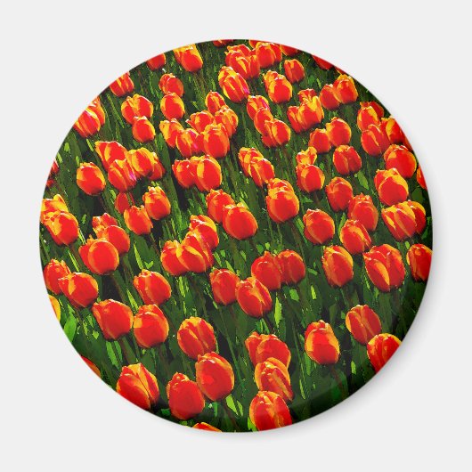 Het gebied van de Heldere Oranje Tulpen - de Kunst Magneet (Voorkant)