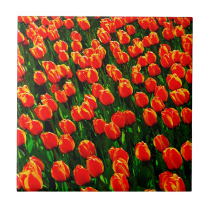 Het gebied van de Heldere Oranje Tulpen - de Kunst Tegeltje