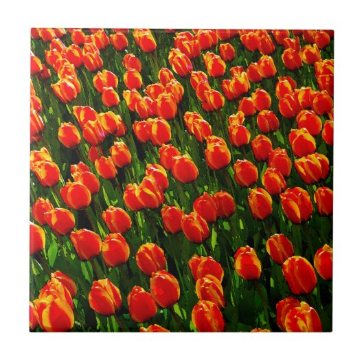 Het gebied van de Heldere Oranje Tulpen - de Kunst Tegeltje (Voorkant)