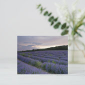 Het gebied van de lavendel bij zonsondergang briefkaart (Staand voorkant)
