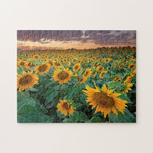 Het Gebied van de zonnebloem in Longmont, Colorado Legpuzzel (Horizontaal)