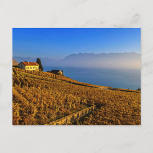 Het gebied van Lavaux, Vaud, Zwitserland Briefkaart