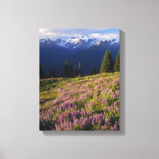 Het gebied van lupine, Mt. Olympus en wolken op Canvas Afdruk (Voorkant)
