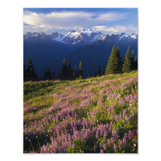 Het gebied van lupine, Mt. Olympus en wolken op Foto Afdruk (Voorkant)
