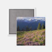 Het gebied van lupine, Mt. Olympus en wolken op Magneet (Voorkant / Achterkant)