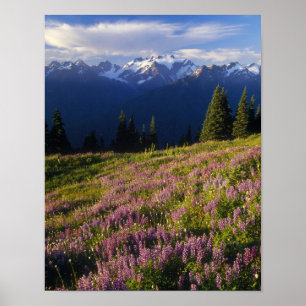 Het gebied van lupine, Mt. Olympus en wolken op Poster