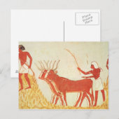 Het gebruiken van koeien om tarwe te vertrappelen briefkaart (Voorkant / Achterkant)