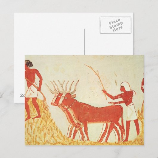 Het gebruiken van koeien om tarwe te vertrappelen briefkaart (Voorkant / Achterkant)
