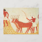Het gebruiken van koeien om tarwe te vertrappelen briefkaart (Voorkant)