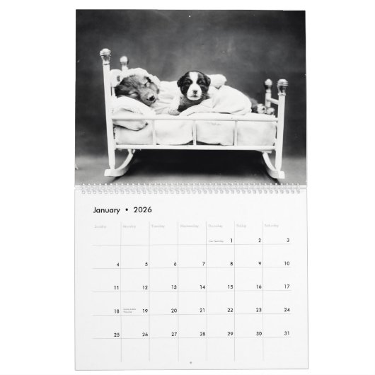 Het geheime leven van  katten en honden kalender (Jan 2026)