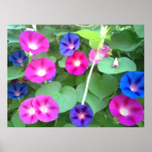 HET GEHEUGEN VAN DE MORNINGSPLAATS POSTER