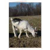 Het geit Kind (Voorkant)