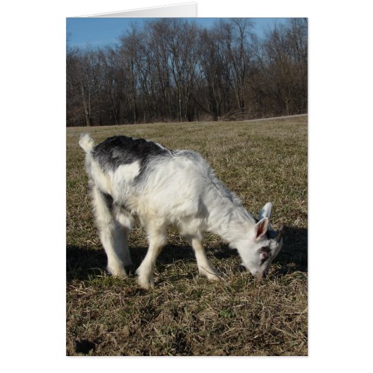 Het geit Kind (Voorkant)