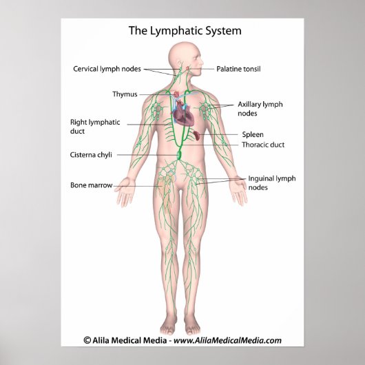 Het gelabelde lymfestelsel Poster (Voorkant)