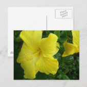 Het gele Briefkaart van de Hibiscus (Voorkant / Achterkant)