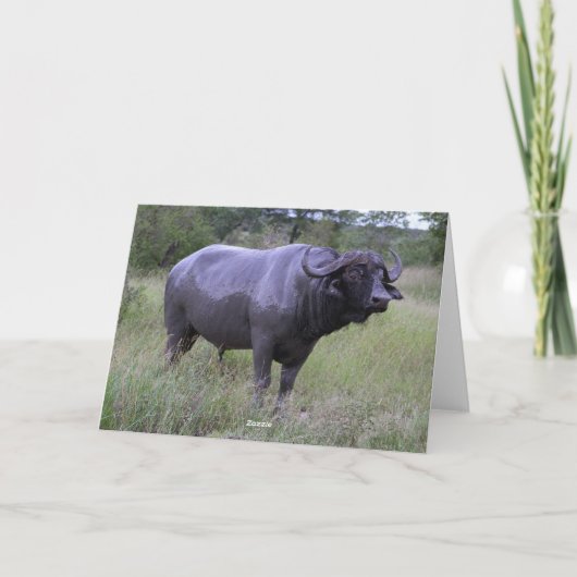 Het gelukkige Modderbad van de Buffels van de Kaap Kaart (Achterkant)