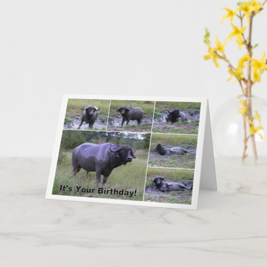 Het gelukkige Modderbad van de Buffels van de Kaap Kaart (Gele Bloem)