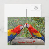 Het Gelukkige Paar Scharlaken Mackaws van Briefkaart (Voorkant / Achterkant)