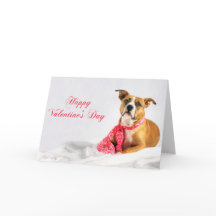 Het gelukkige Puppy van Pitbull van de