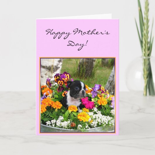 Het gelukkige wenskaart van Boston Terrier van het Kaart (Voorkant)