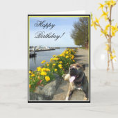 Het gelukkige wenskaart van Pitbull van de Kaart (Gele Bloem)