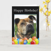 Het gelukkige wenskaart van Pitbull van de Kaart (Gele Bloem)