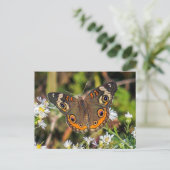 Het gemeenschappelijke Briefkaart van de Vlinder (Staand voorkant)