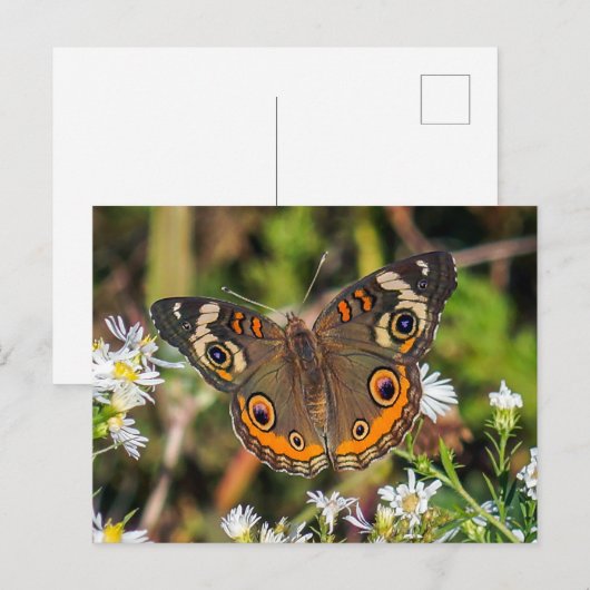 Het gemeenschappelijke Briefkaart van de Vlinder (Voorkant / Achterkant)