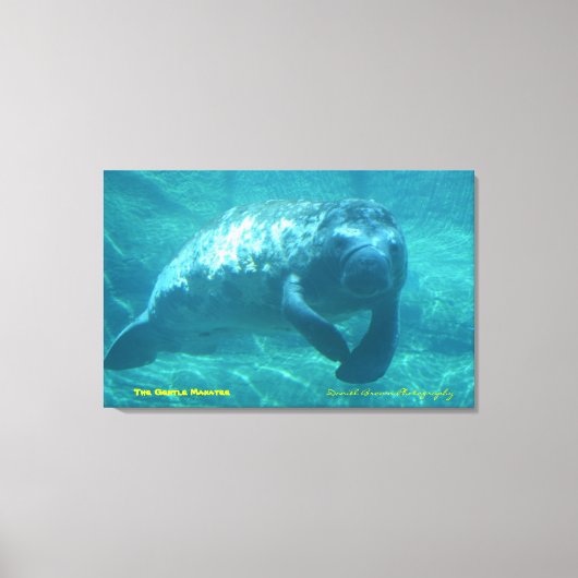 Het Gentle Manatee Canvas Afdruk (Voorkant)