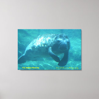 Het Gentle Manatee Canvas Afdruk