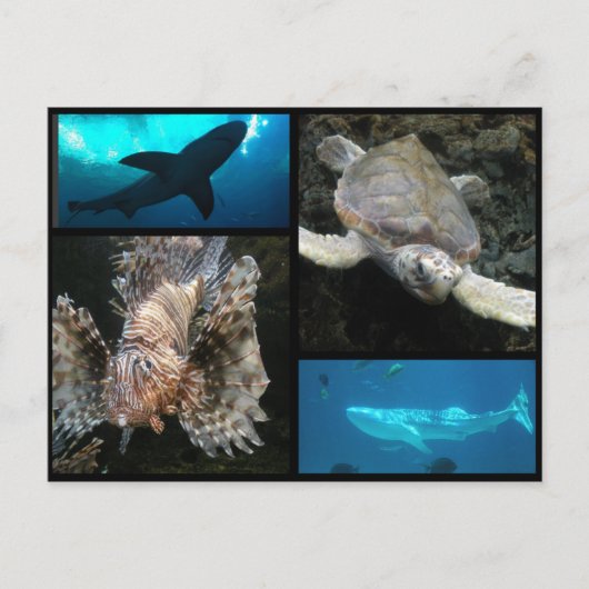 Het Georgia Aquarium Collage Briefkaart (Voorkant)