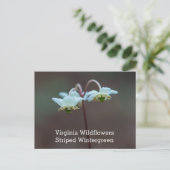 Het gestreepte Briefkaart van Wintergreen Virginia (Staand voorkant)