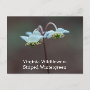 Het gestreepte Briefkaart van Wintergreen Virginia