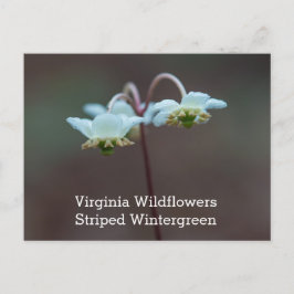 Het gestreepte Briefkaart van Wintergreen Virginia