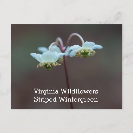Het gestreepte Briefkaart van Wintergreen Virginia (Voorkant)